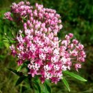 25 Swamp Milkweed Rose Flower Seeds Garden Fresh Seeds