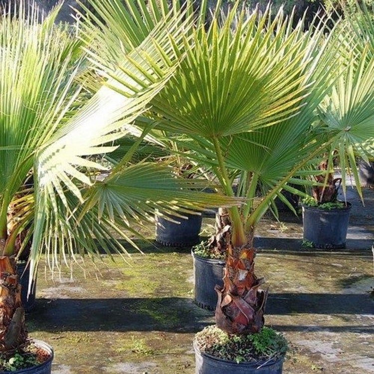 10 Mexican Fan Palm Seeds Garden Fresh Seeds