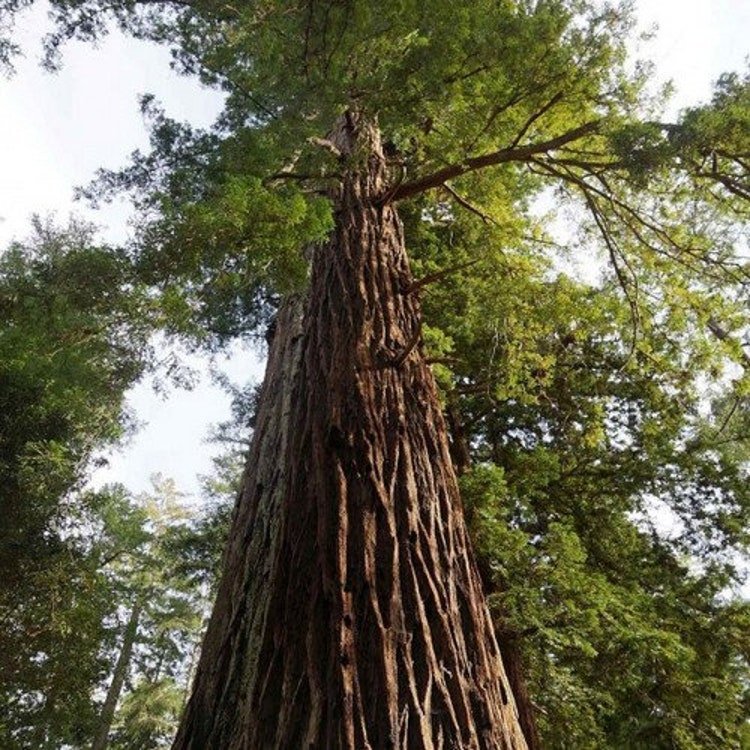 5 California Redwood Tree Seeds Garden Fresh Seeds