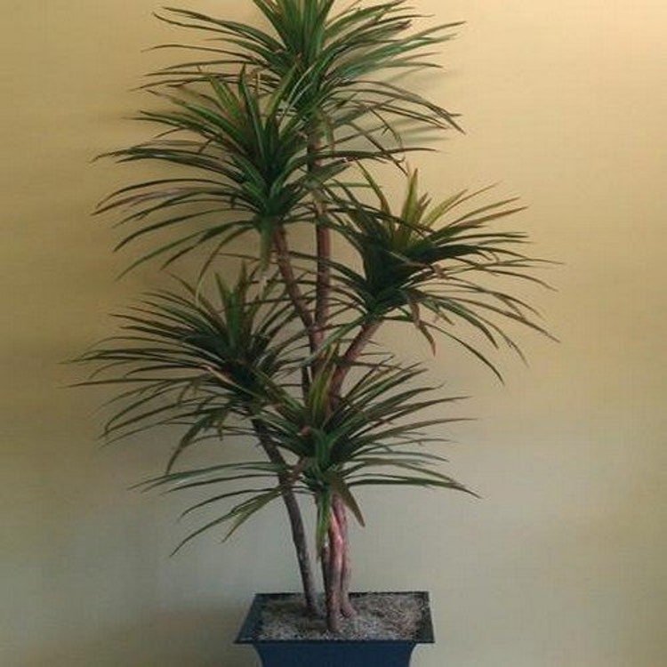 50 Blue Dracaena Mountain Cabbage Tree Seeds Garden Fresh Seeds