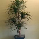 50 Blue Dracaena Mountain Cabbage Tree Seeds Garden Fresh Seeds