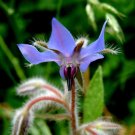 50 Borage Starflower Blue Flower Seeds Garden Fresh Seeds