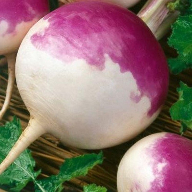 50 Turnip Purple Top White Globe Vegetable Seeds Garden Fresh Seeds