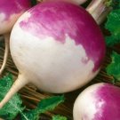 50 Turnip Purple Top White Globe Vegetable Seeds Garden Fresh Seeds