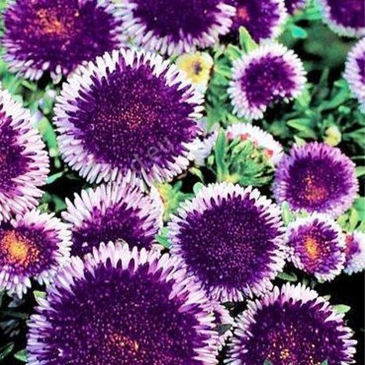 50 Aster Pompon Blue Moon Flower Seeds Garden Fresh Seeds