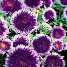 50 Aster Pompon Blue Moon Flower Seeds Garden Fresh Seeds