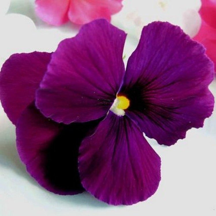 50 Pansy Giant Bergwacht Flower Seeds Garden Fresh Seeds