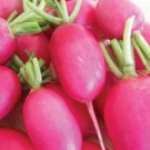 50 Radish Lady Slipper Vegetable Seeds Garden Fresh Seeds