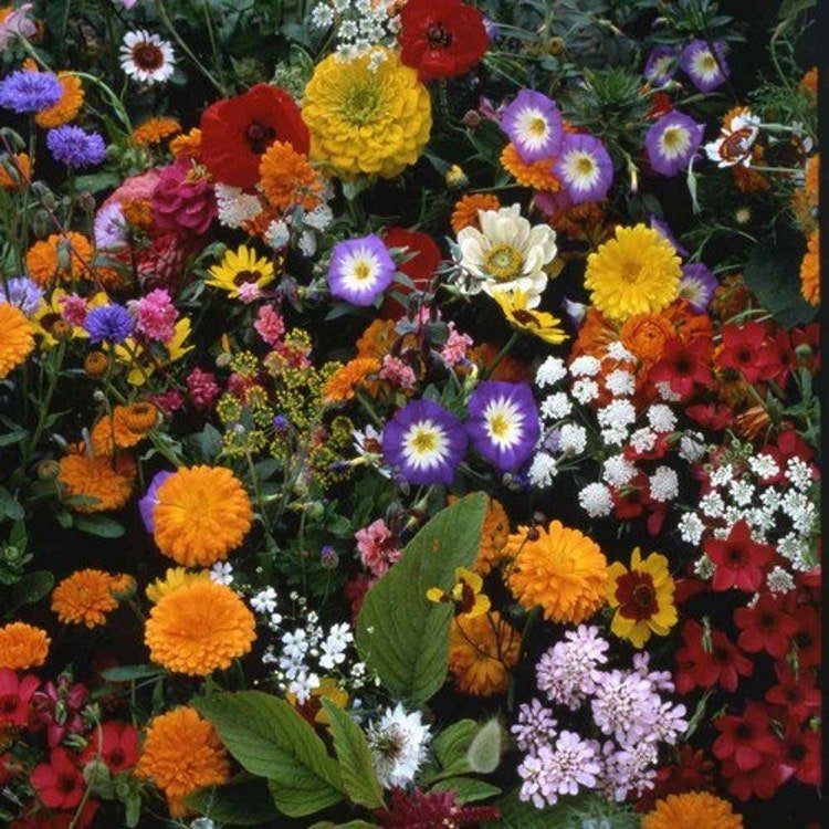 200 Japanese Flower Garden Seeds Garden Fresh Seeds