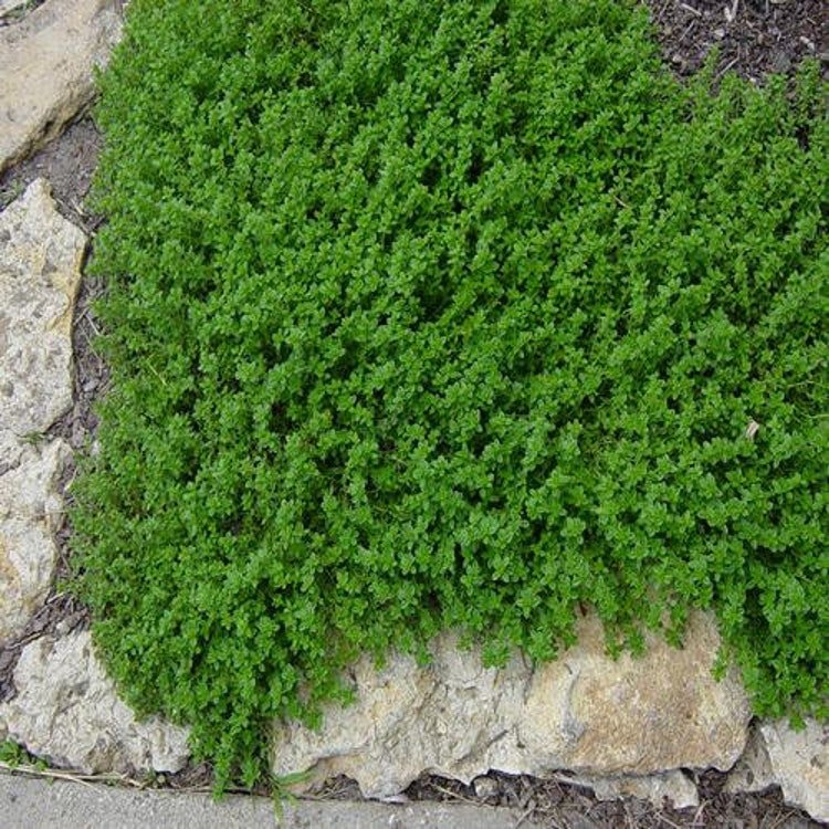 100 Garden Thyme Herb Seeds Garden Fresh Seeds