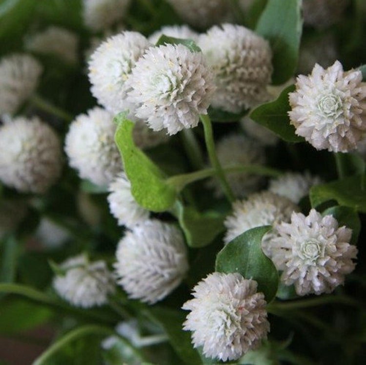50 Gomphrena White Globe Flower Seeds Garden Fresh Seeds