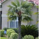 5 Windmill Palm Tree Seeds Garden Fresh Seeds