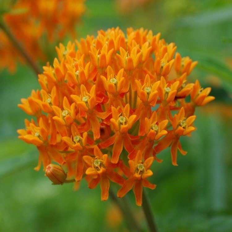 40 Butterfly Milkweed Flower Seeds Garden Fresh Seeds
