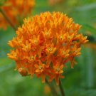 40 Butterfly Milkweed Flower Seeds Garden Fresh Seeds