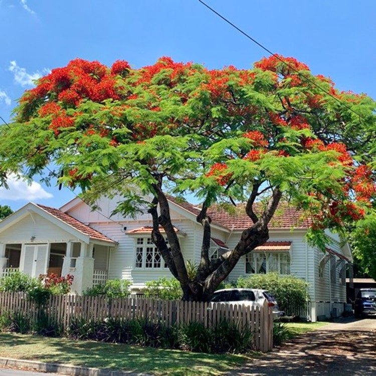 5 Royal Poinciana Tree Seeds Garden Fresh Seeds