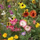 7g Wildflower Pollinator Mix Seeds Garden Fresh Seeds