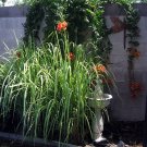 50 Lemon Grass Ornamental Grass Seeds Garden Fresh Seeds