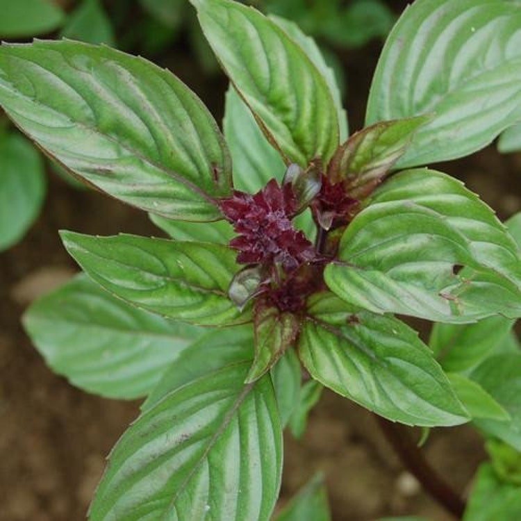 50 Sweet Thai Basil Herb Seeds Garden Fresh Seeds