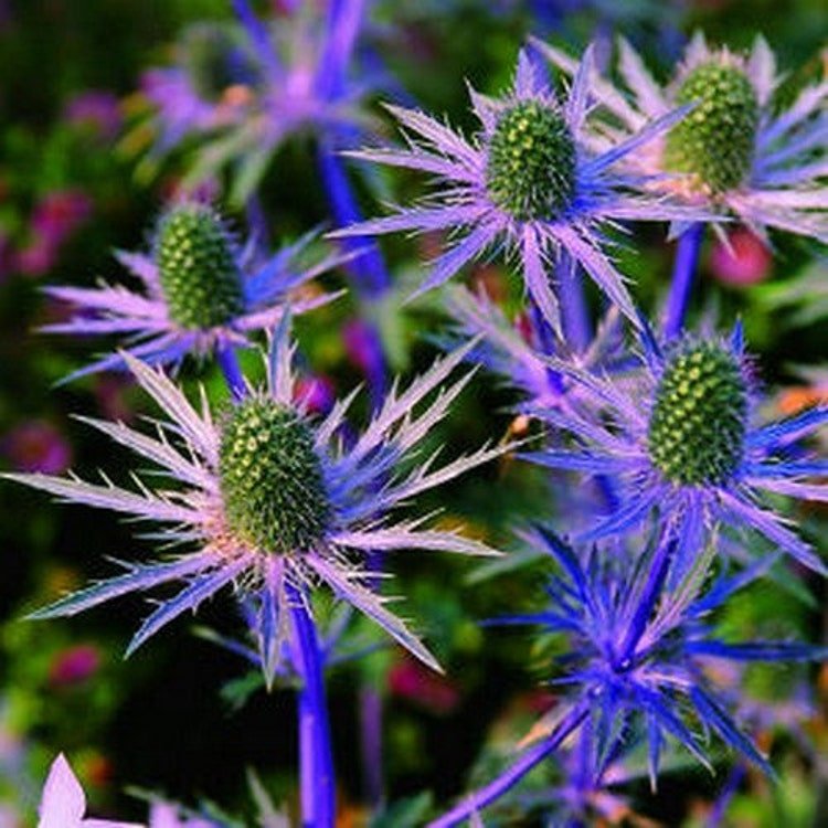 200 Sea Holly Blue Flower Seeds Garden Fresh Seeds