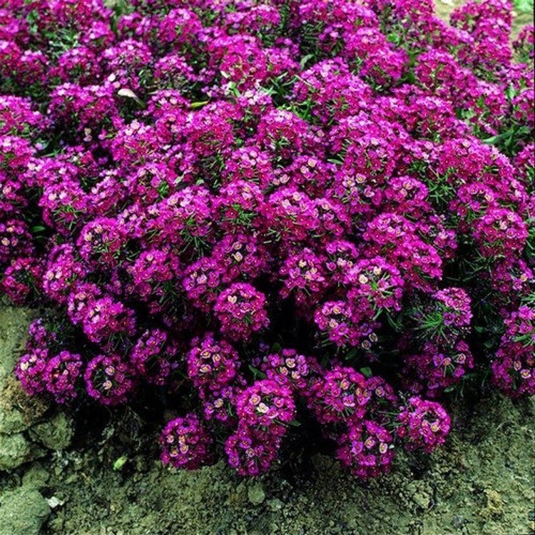 200 Alyssum Oriental Nights Flower Seeds Garden Fresh Seeds