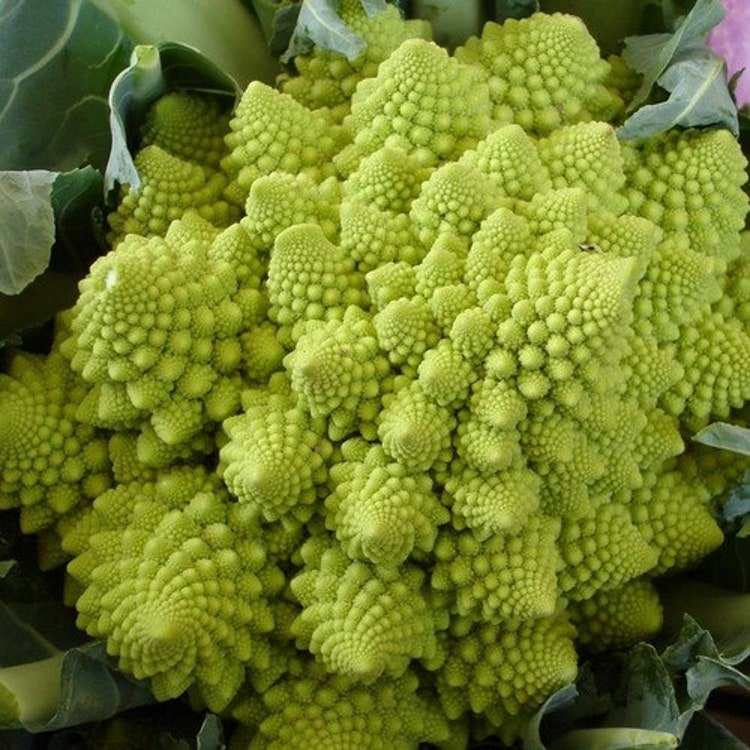 30 Broccoli Romanecso Vegetable Seeds Garden Fresh Seeds