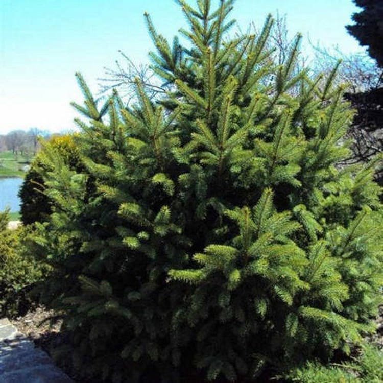 25 Dragon Spruce Tree Seeds Garden Fresh Seeds