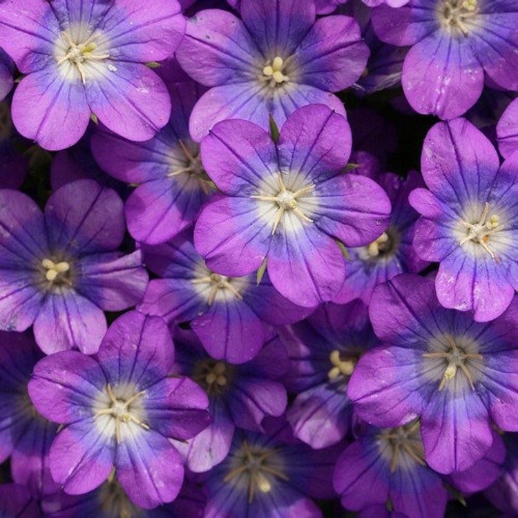 200 Venus's Looking Glass Flower Seeds Garden Fresh Seeds