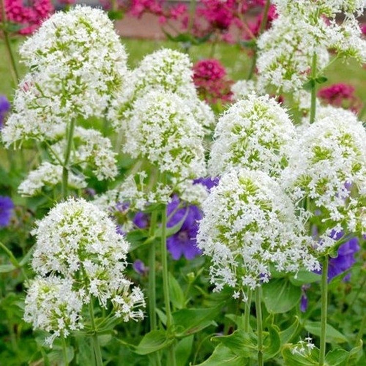 50 Jupiter's Beard White Flower Seeds Garden Fresh Seeds