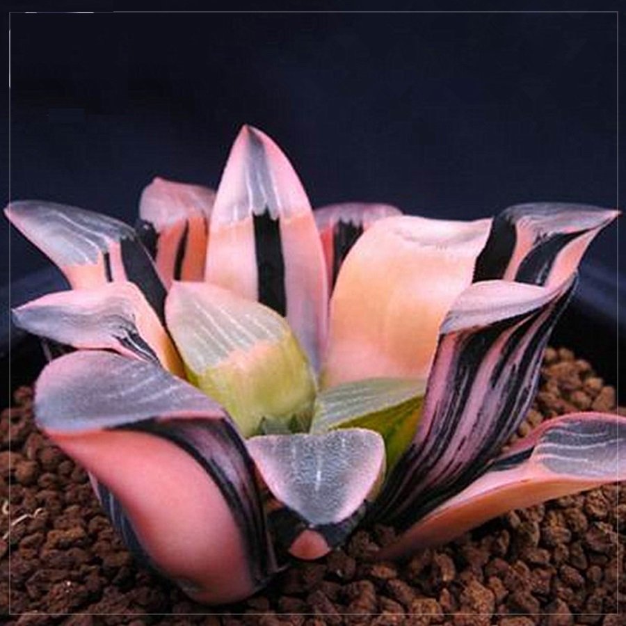 5 Haworthia Hybrid Seeds Pink Black Lovely Succulent Fresh Seeds