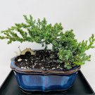 50 Mini Juniper Tree Seeds Office Bonsai Purify Fresh Plant Seeds