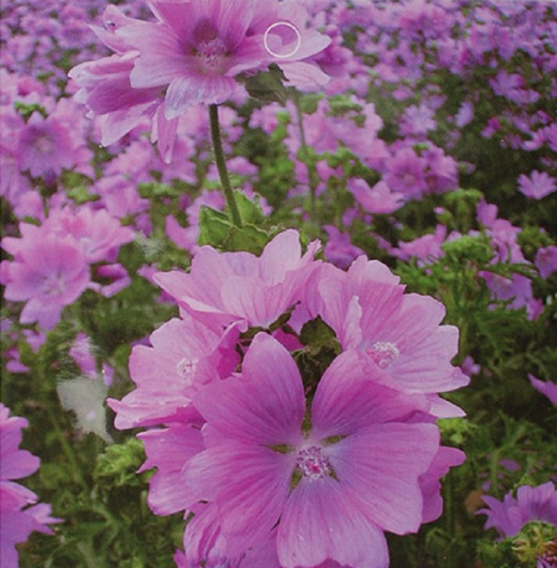 30 Hollyhock Seeds Mallow Mystic Merlin Perennial Flower Fresh Seeds