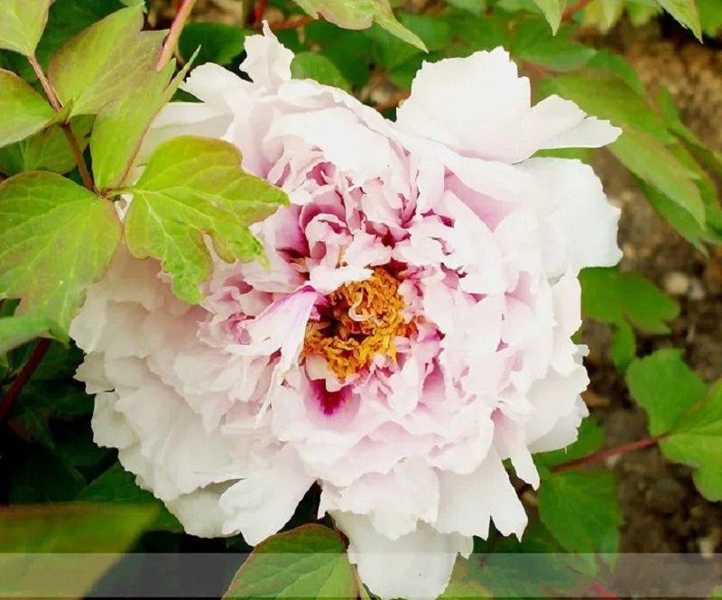 5 New Feng Xia Zhu Peony Seeds Light Pink Tree Flower Fresh Seeds
