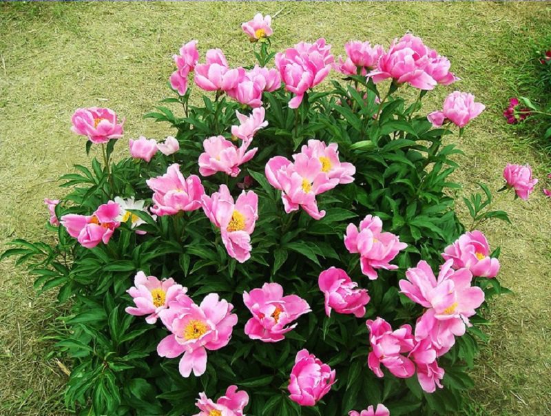 5 Peony Seeds Clusters of Pink Chinese Herbaceous Peony Flower Fresh Seeds