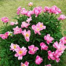5 Peony Seeds Clusters of Pink Chinese Herbaceous Peony Flower Fresh Seeds