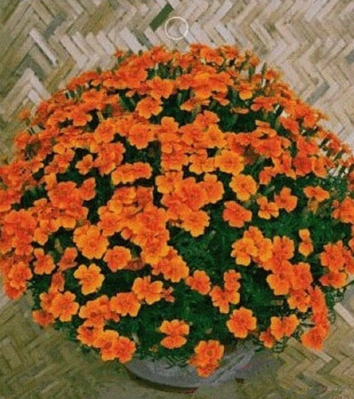 50 French Marigold Seeds Bonsai Tagetes Patula Annual Flower Fresh Seeds