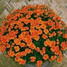 50 French Marigold Seeds Bonsai Tagetes Patula Annual Flower Fresh Seeds