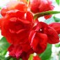 100 Impatiens Balsamina Seeds Red Balsam Flower Garden Fresh Seeds