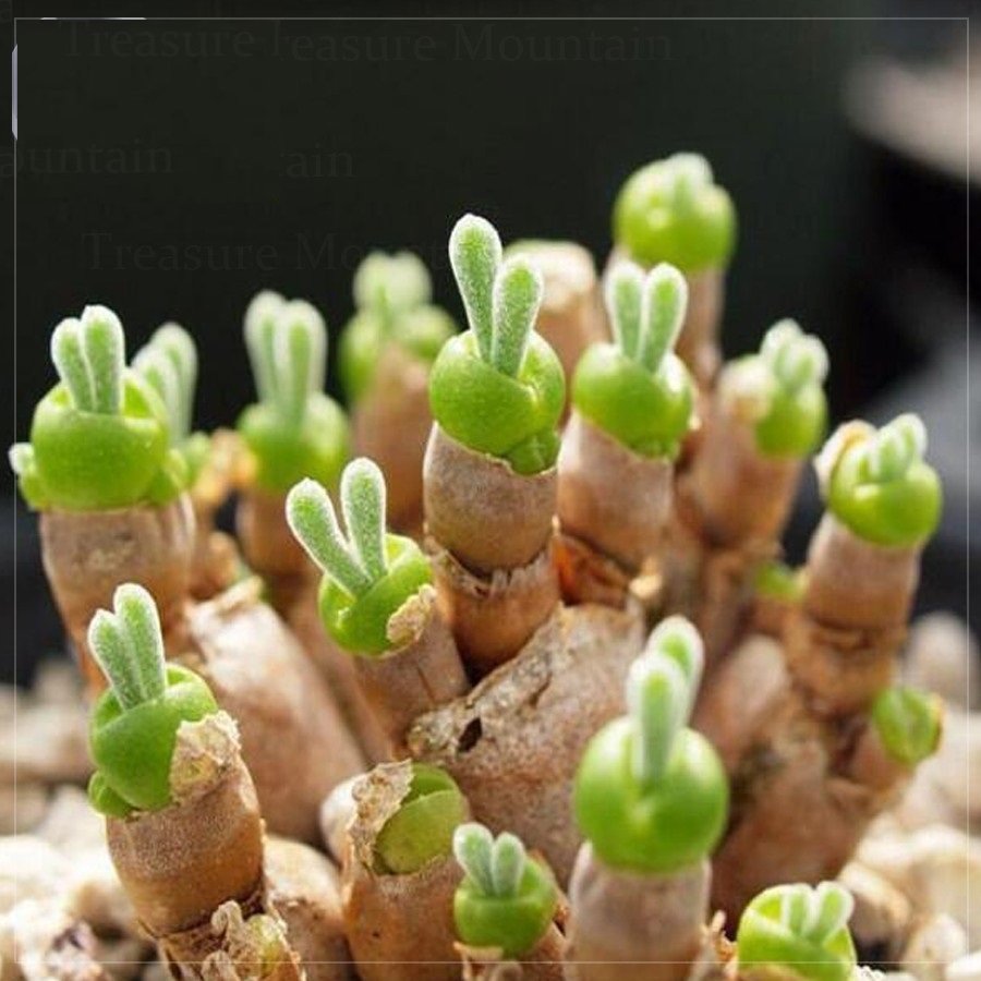 10 Monilaria Obconica Seeds Lovely Green Rabbit Ears Succulent Fresh Seeds