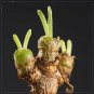 10 Monilaria Obconica Seeds Lovely Green Rabbit Ears Succulent Fresh Seeds