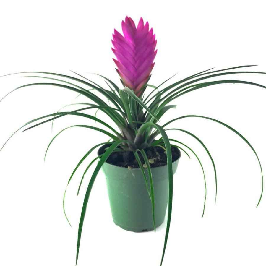 5 Air Plant Tillandsia Seeds Pink Flowers Tillandsia Succulent Fresh Seeds
