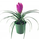 5 Air Plant Tillandsia Seeds Pink Flowers Tillandsia Succulent Fresh Seeds