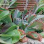 10 Echeveria Gigantea Seeds Giant Hens and Chicks Succulent Fresh Seeds