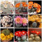10 Mix Aylostera Seeds Rare Cactus Succulent Plants Fresh Seeds