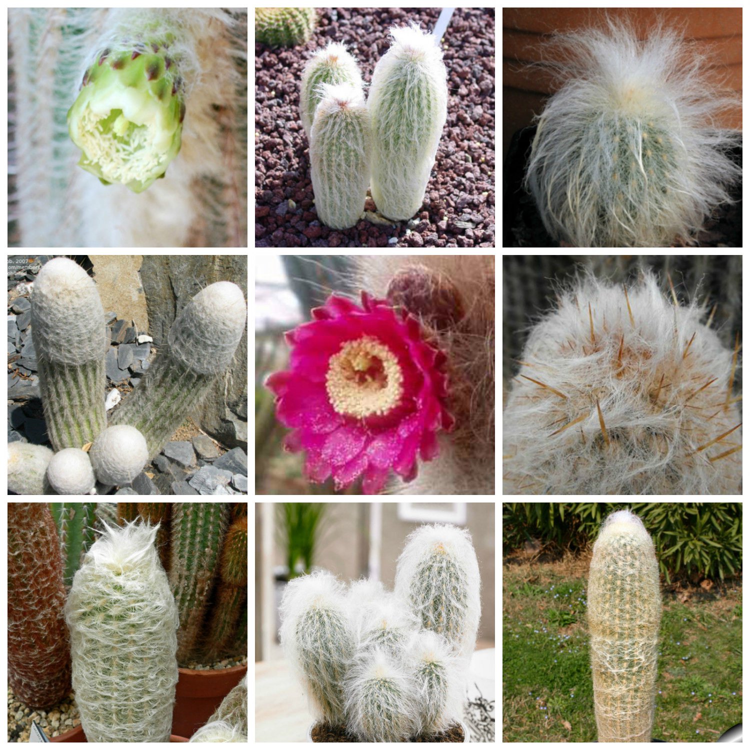 10 Mix Espostoa Seeds Rare Cactus Succulent Plants Fresh Seeds