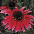 200 Echinacea SOLAR FLARE Seeds Dark Red Flowers Perennial Fresh Seeds