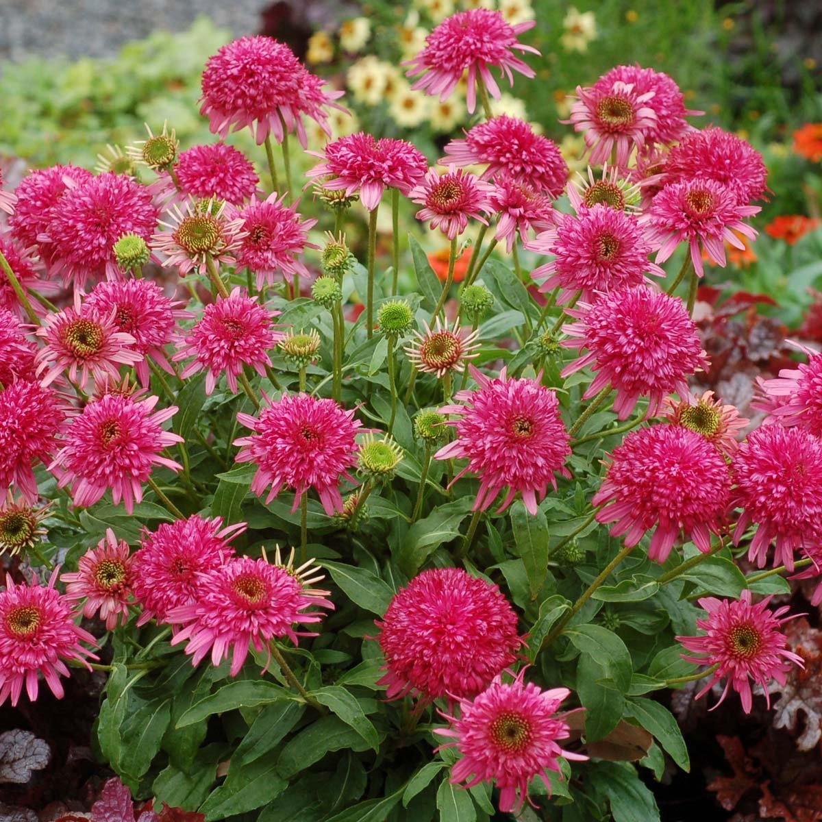 200 Echinacea 'Cranberry Cupcake' Seeds Red Bonsai Coneflowers Fresh Seeds