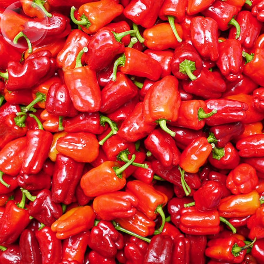 20 Bell Pepper Seeds 'Cajun Belle' Pepper Vegetable Fresh Seeds
