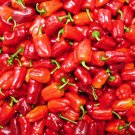 20 Bell Pepper Seeds 'Cajun Belle' Pepper Vegetable Fresh Seeds