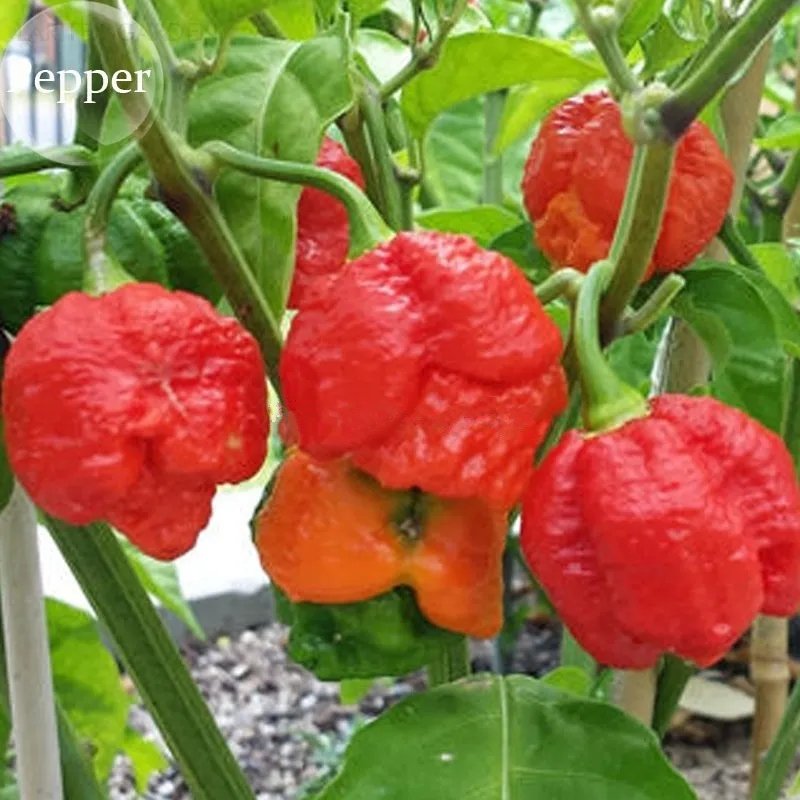 10 Trinidad Moruga Scorpion Pepper Seeds Red Green Chili Pepper Vegetables Fresh Seeds