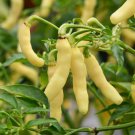 100 Aribibi Gusano Pepper Seeds Organic Caterpillar Pepper Bolivian Fresh Seeds